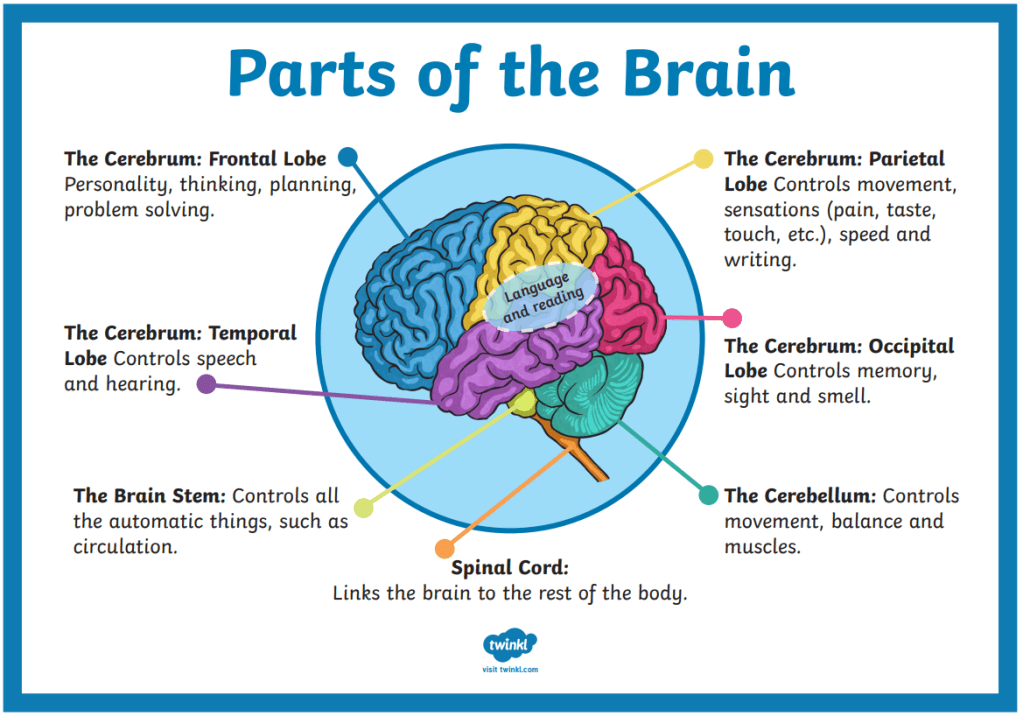 Parts of the Brain